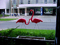flamingo.jpg