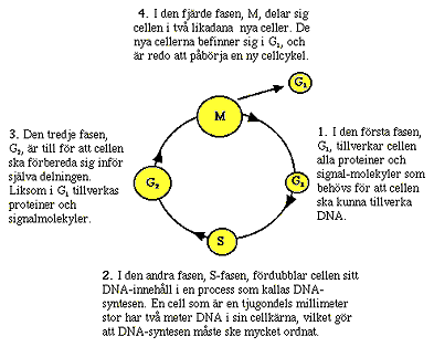 Cellcykeln