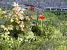 garden1.jpg